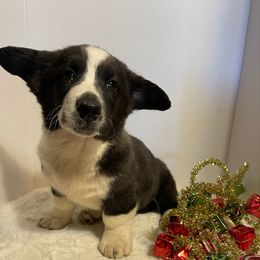 Ziggy - Brindle and white male Cardigan Welsh Corgi puppy in Pattonville, Texas from Espuela Cardigan Welsh Corgis