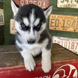 Aspen - Black and white female Siberian Husky puppy in Burnsville, North Carolina from Peterson Puppies