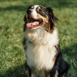 Honey - Australian Shepherd