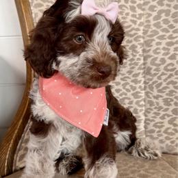 Persephone (purple) - Tri-color female Bernedoodle puppy in West Haven, Utah from Harper Haven Cavapoos & Doodles