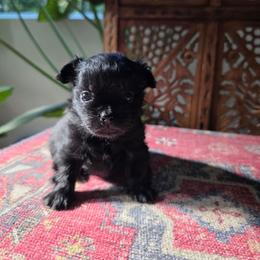 Kuji - Black female Mi-Ki puppy in San Francisco, California from Moonstone miki's