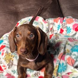 Junie Bea - Dachshund