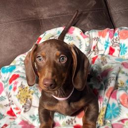 Junie Bea - Dachshund