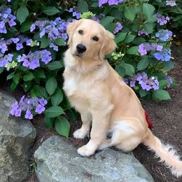 Golden Retrievers and Pugs from Oryan Goldens and Pugs