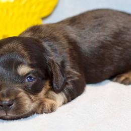 Lane - Black and cream male Dachshund puppy in Bellville, Ohio from JK Mini Doxies