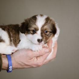 Eve - Sable female Pembroke Welsh Corgi puppy in South Otselic, New York from Ridge Top Corgis