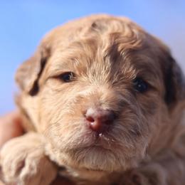Amara - Merle female Goldendoodle puppy in Forney, Texas from Diamond Doodle Pups and Poodles
