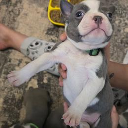 Dark green - Lilac male Boston Terrier puppy in Red Rock, Arizona from Aronow Pups