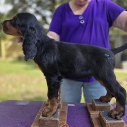 Boy 5 - Black and tan male Gordon Setter puppy in Milton, Florida from Katherine's Golden Retrievers, Gordon Setters, and English Setters