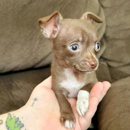 Tiny Teacup Dallas - Chocolate and white male Chihuahua puppy in Alvord, Texas from Gift of Gods Favor