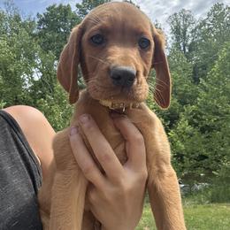6th pick male - Yellow male Labrador Retriever puppy in Wardensville, West Virginia from Sager’s Labrador Puppies
