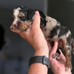Maui - Merle female Bernedoodle puppy in Mc Gaheysville, Virginia from Doting Doodles