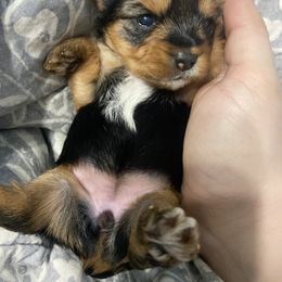 Yorkshire Terrier Puppies from Elaine’s Pup Co.
