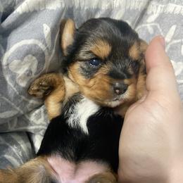 Yorkshire Terrier Puppies from Elaine’s Pup Co.