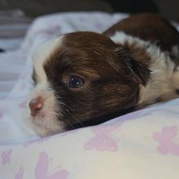 INDI - Liver and white male Shih Tzu puppy in Los Banos And Bay Area, California from Shantii's Shih Tzu's