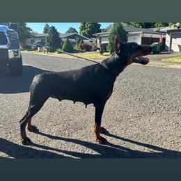 Doberman Pinscher puppies from De Mata Dobermann Kennel