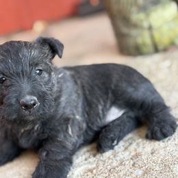 Comet (light green ) - Black brindle male Scottish Terrier puppy in Chattanooga, Oklahoma from Lottie Dottie Scottie’s and Papillons