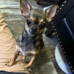 Bella - Fawn female Chihuahua puppy in Summerfield, Florida from Uey’s Chihuahuas