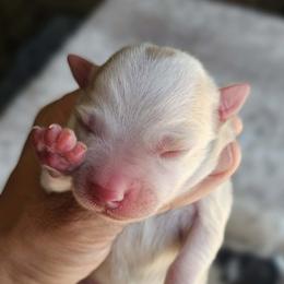 John B. - Red & white male Miniature American Shepherd puppy in Tonopah, Arizona from King's Miniature American Shepherds