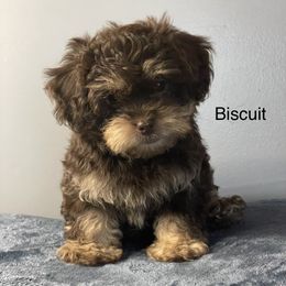 Boy 2 - Shihpoo puppy in Sumter, South Carolina from Big mama’s pups