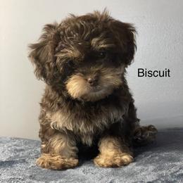 Boy 2 - Shihpoo puppy in Sumter, South Carolina from Big mama’s pups