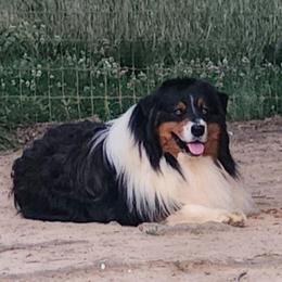 Lover - Australian Shepherd
