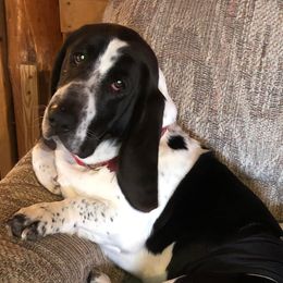 Basset Hounds from Serenity Basset Hounds of Minnesota