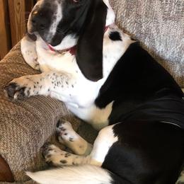 Basset Hounds from Serenity Basset Hounds of Minnesota