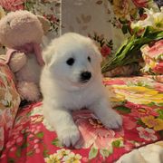 Peter cotton tail - White American Eskimo Dog puppy in Florida from Kathy's American Eskimo Dogs