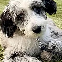 Aussiedoodles and Double Doodles from Amazing Aussiedoodle and Double Doodles