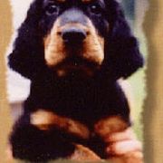 Gordon Setter Puppies from Tri-sett