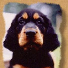 Gordon Setter Puppies from Tri-sett