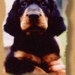 Gordon Setter Puppies from Tri-sett