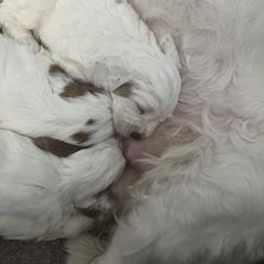 Clumber Spaniel Puppies from Briton Clumber Spaniels