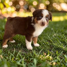 Hazel Rankin - Red tri-color female Australian Shepherd puppy in Statesville, North Carolina from Charming Australian Shepherds