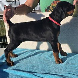 Doberman Pinscher Puppies from Von Traumhaft Shon Dobermans