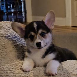 Beans - White and black male Pembroke Welsh Corgi puppy in Williams, California from Half Hitch Corgis