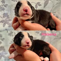 Halaena - Black and white female Border Collie puppy in Santa Cruz, California from Von Guadachi German Shepherds & Audacity Border Collies