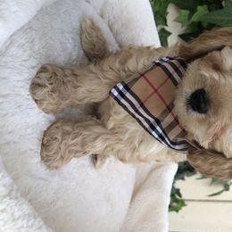 Cavalier King Charles Spaniel and Cavapoo Puppies from VITPOM PUPPIES