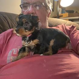 Yorkshire Terrier Puppies from Yorkies of Julington Creek