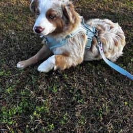 Miniature Australian Shepherd puppies from Furrever.Mini.Aussies.llc
