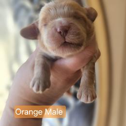 Orange Male - Red and white male Cockapoo puppy in Mocksville, North Carolina from Hunting Creek Farm & Kennel