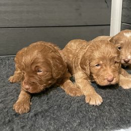 Goldendoodle Puppies from Kingwood Goldendoodles
