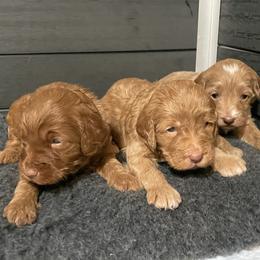 Goldendoodle Puppies from Kingwood Goldendoodles