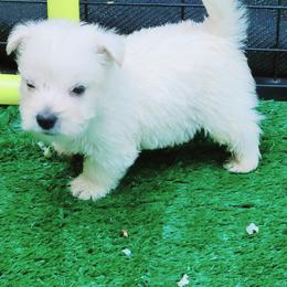 West Highland White Terrier Puppies from AKC  Westie World