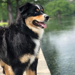 Australian Shepherds from 4V Aussies
