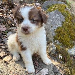 Coraline - Red tri-color female Australian Shepherd puppy in Grants Pass, Oregon from Carmel Mountain Aussies