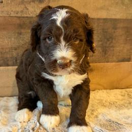 Yellow Collar Girl - Brown and white female Bernedoodle puppy in San Augustine, Texas from Vintage Doodles