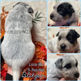 Blitzen - Blue male Australian Cattle Dog puppy in Hiddenite, North Carolina from Institute Australian Cattle Dogs