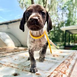 Poppy - White and liver female German Shorthaired Pointer puppy in Macclenny, Florida from Dillon's GSPs